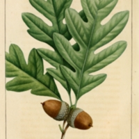 quercus alba.png