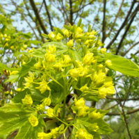Acer_platanoides_001.jpg