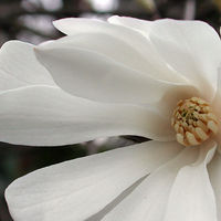 800px-Star_magnolia_bloom.jpg