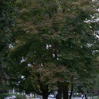 Horse_Chestnut_Tree.jpg
