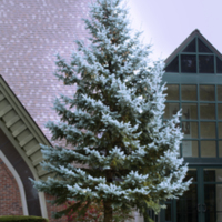 Blue Spruce.jpg