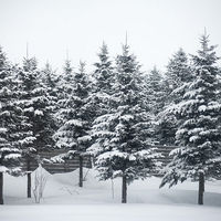 snow.jpg