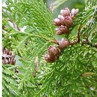 eastern_white_cedar.jpg