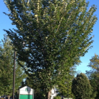 American elm - tree shape