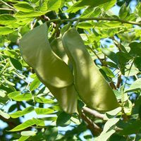 Kentucky Coffeetree Seed Pods 2