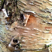 The bark of the yellow birch.