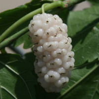 white_mulberry_fruit.jpg