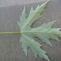 Acer_saccharinum_blatt_unterseite.jpeg