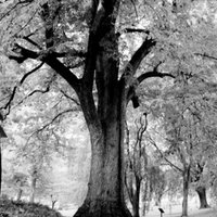 Basswood - biggest.jpg