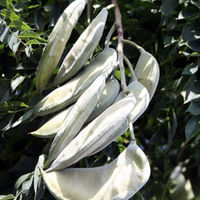 Coffeetree seed pods