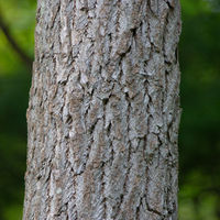 SassBark.jpg