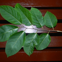 DSCN6693.JPG