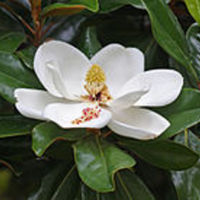 220px-Magnolia_flower_Duke_campus.jpg