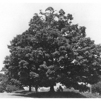 acsa3_014_lhp.jpg