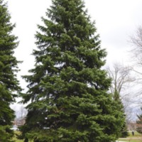 trees at uvm.jpg