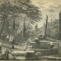 800px-Peeling_hemlock_bark_for_tanning.jpg
