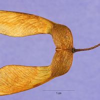 640px-Acer_saccharum_seeds.jpg