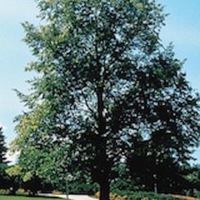 American Basswood 1.jpg