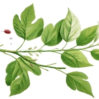Morus_alba_Blanco1.206.png