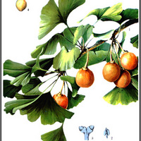 Compendium_of_Materia_Medica_Ginko.jpg
