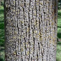 American Basswood - bark .jpg