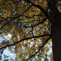 Pin Oak Under 6.JPG