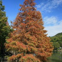 400px-Metasequoia_glyptostroboides_Autumn_leaf_color.jpg