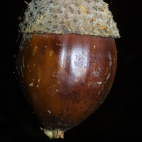 Chestnut-Oak-Acorn.jpg