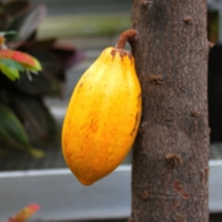 Cacao Pod on Tree