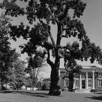 tour21_oldtree.jpg