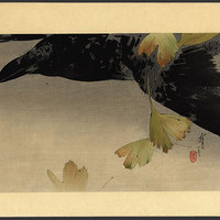 crow in flight.JPG