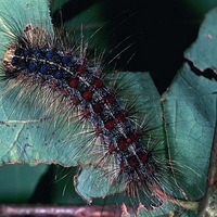 gypsy moth.jpg