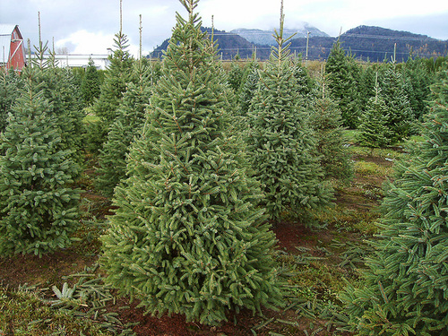 White Spruce Christmas Tree Farm