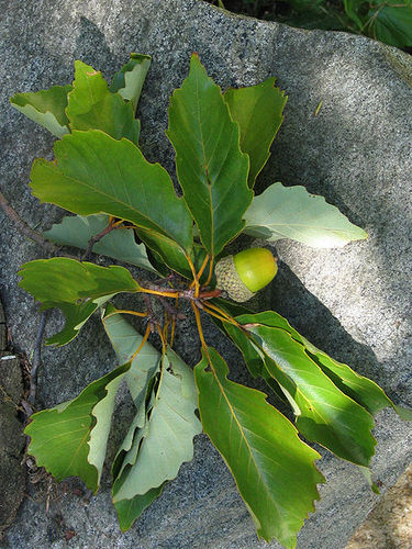 Chestnut Oak Leaf and Seeds