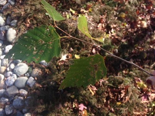 Betula nigra leaves