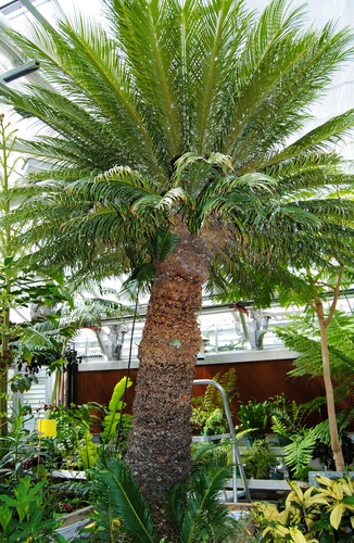 King Sago Palm 2