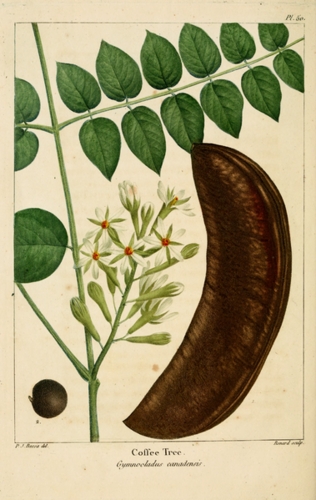 Kentucky coffeetree seed pod illustration
