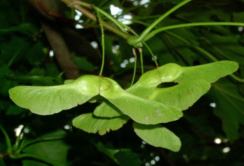 Acer platanoides, fruit