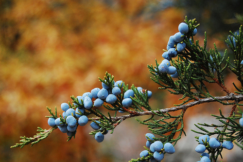 Eastern Red-Cedar (Juniperus virginiana), Devils Lake State Park, Wisconsin