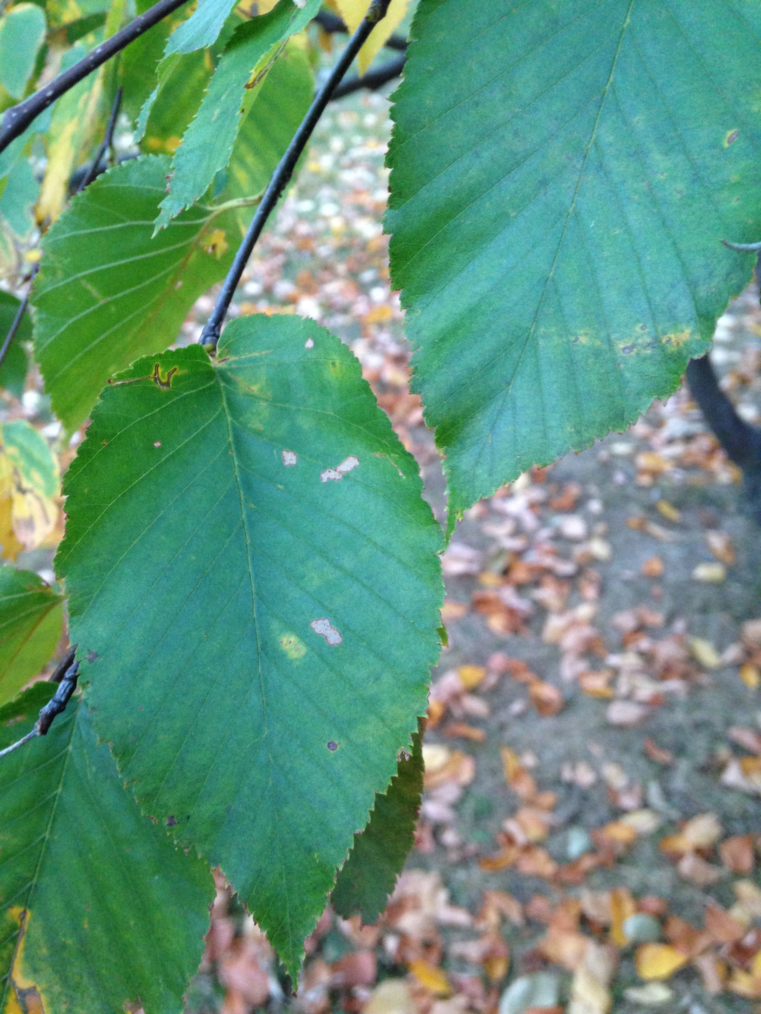birch tree leaves