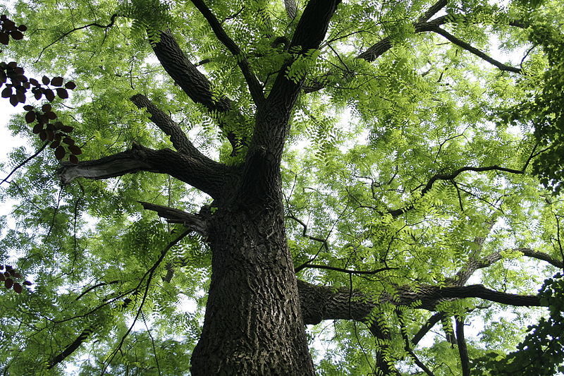 Eastern Black Walnut Tree