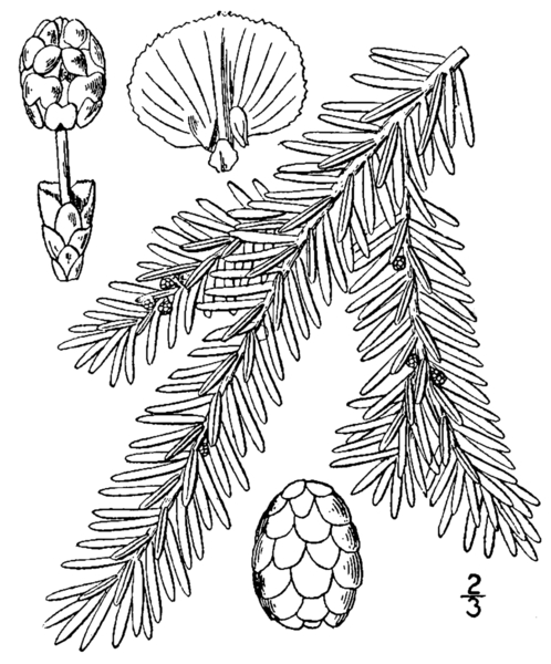 Drawing of eastern hemlock needles and cones 
