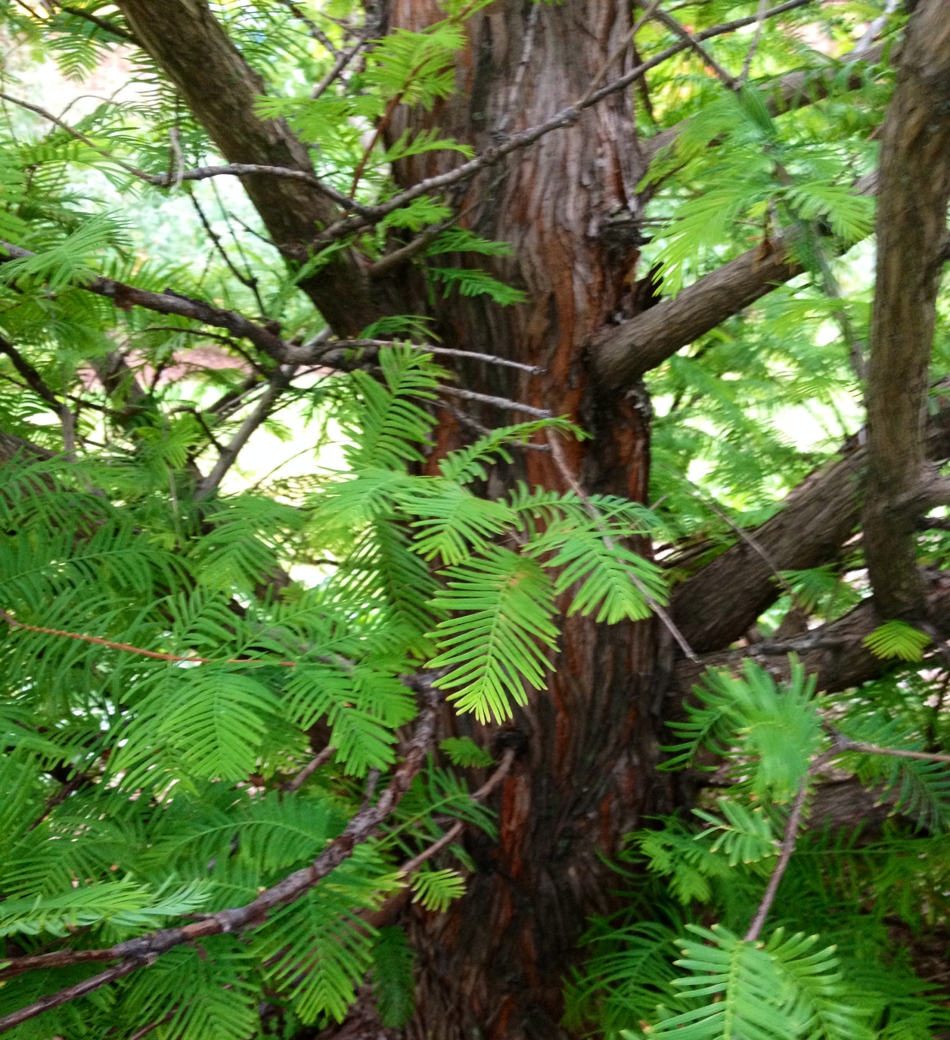 Needles of the Bald Cypress