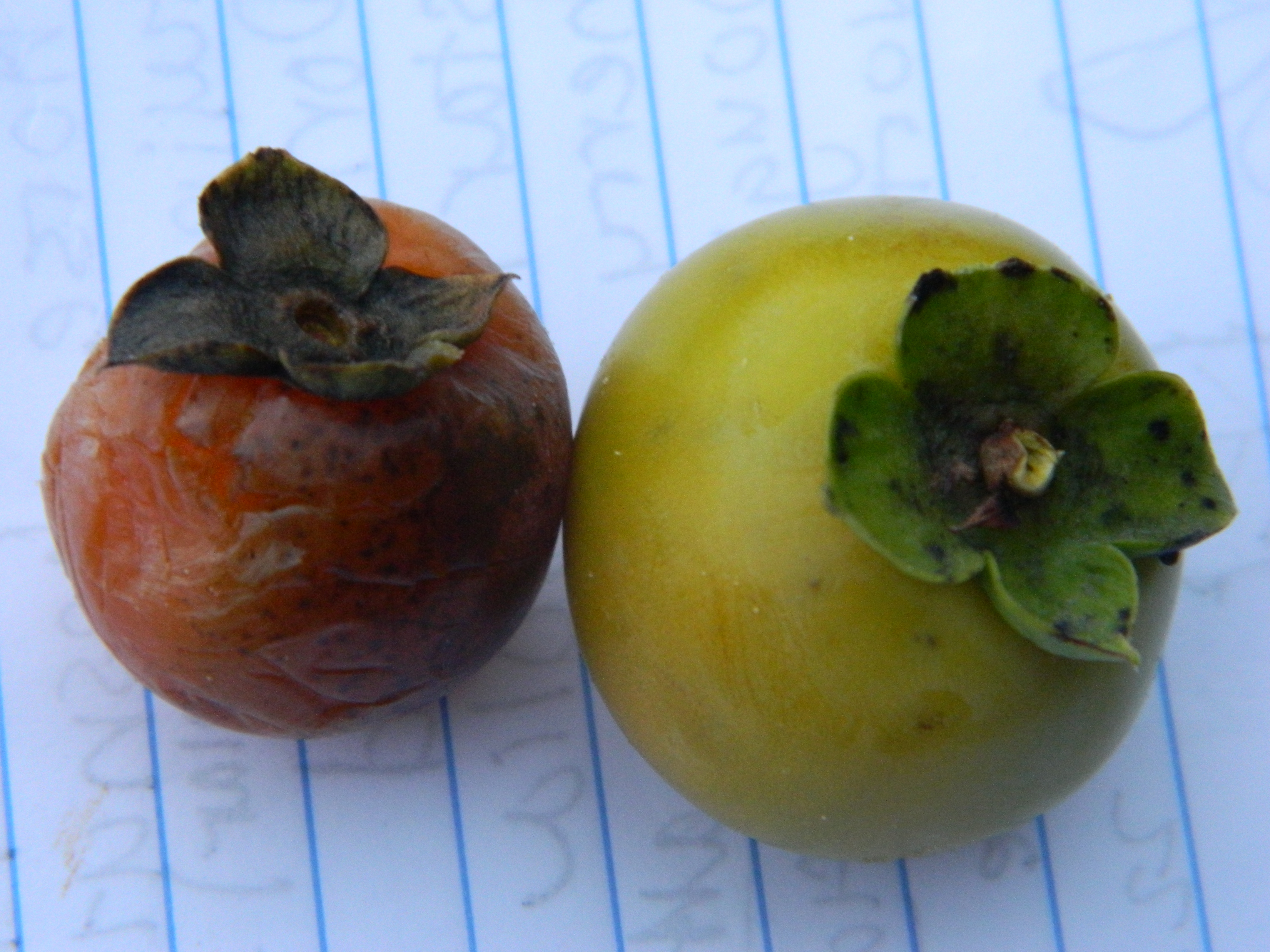Ripe and Unripe Fruit