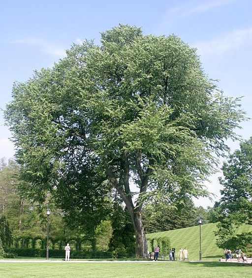 American elm - full tree