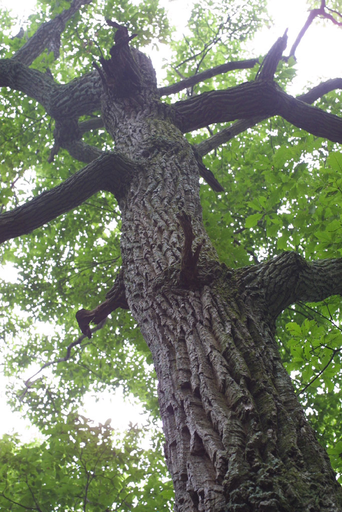 Chestnut-Oak-Whole-Tree.jpg