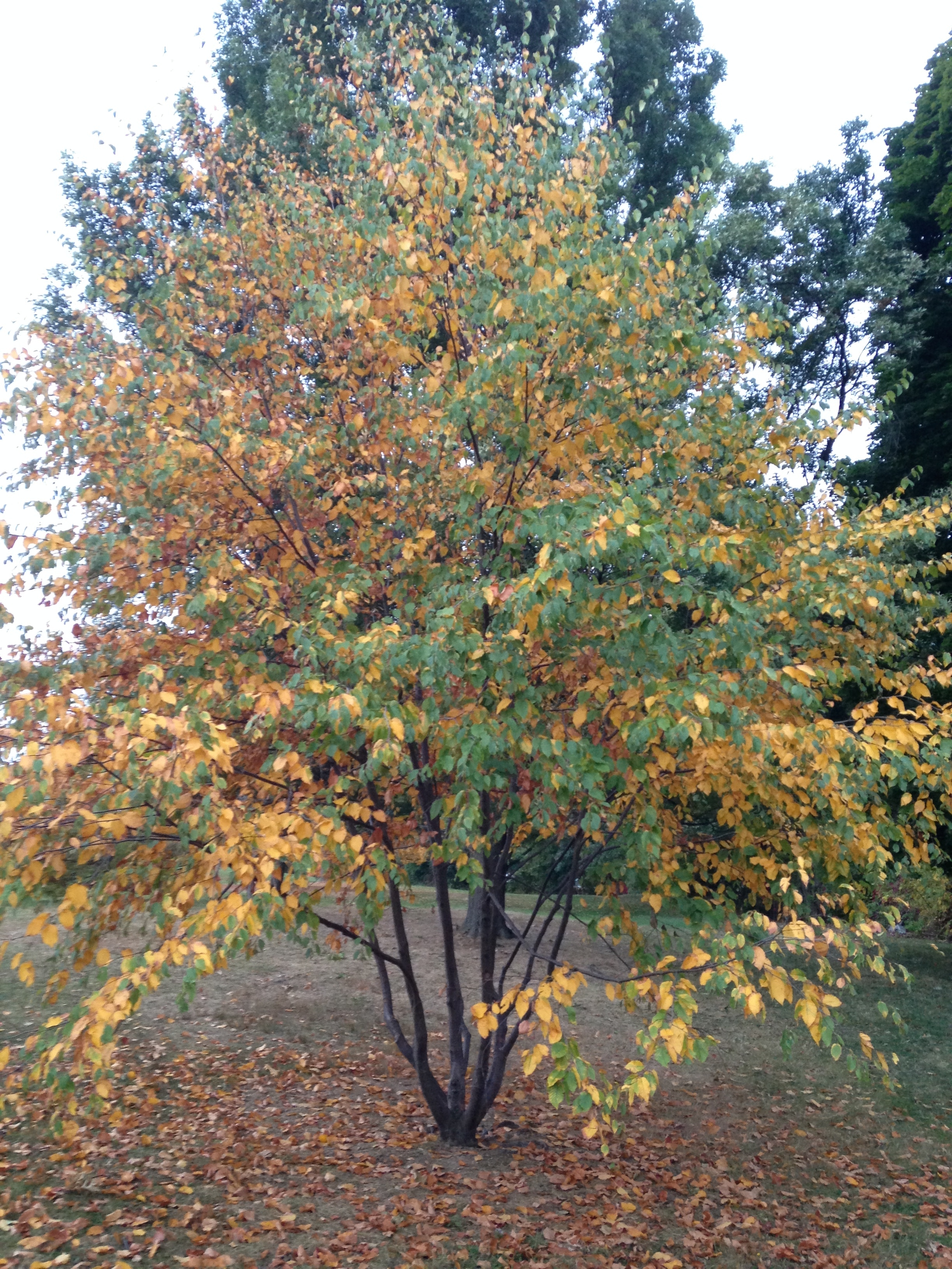 A Young Black Birch Tree in Early Fall