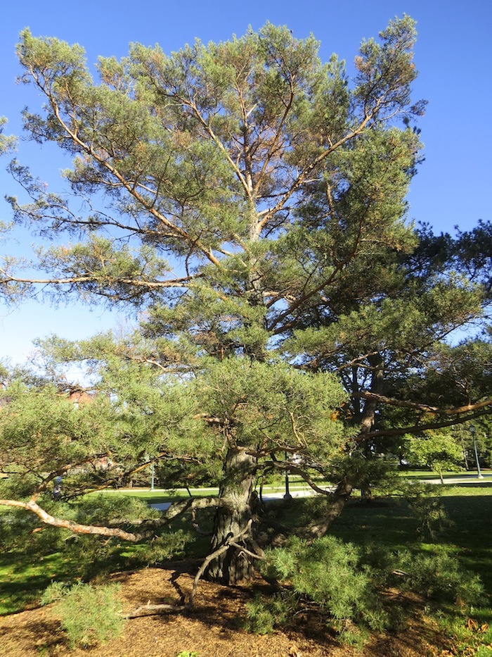 Scotch pine tree