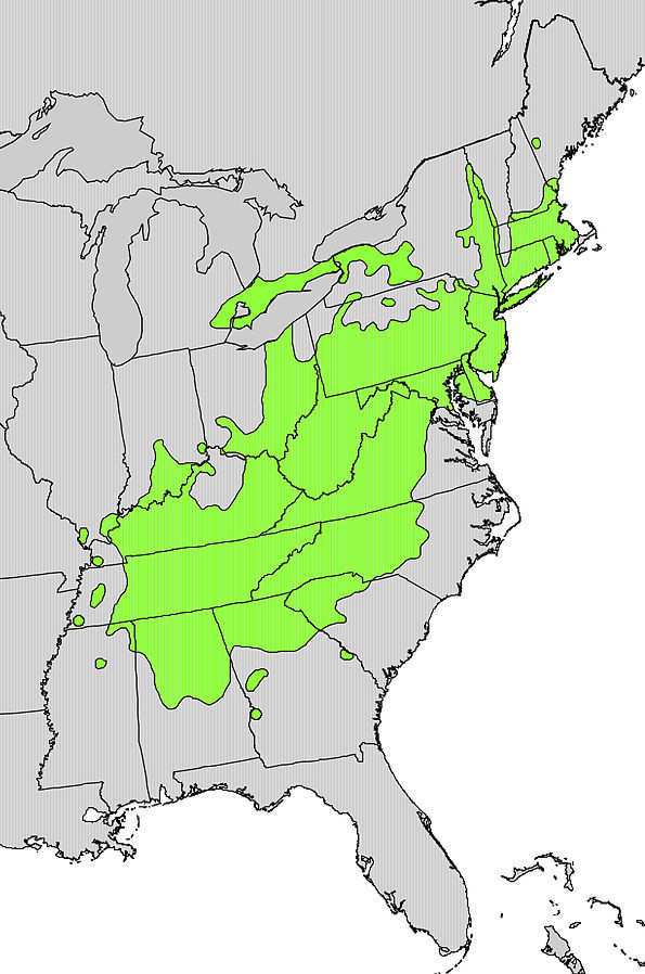 Chestnut Oak Range Map