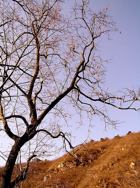 Full View Persimmon Tree